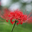 국선도(단전호흡) Daum카페