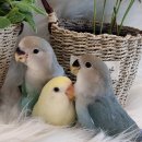 리프패럿진주점 이미지