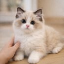 고양이분양 온리캣 이미지