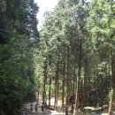 편백나무숲 이미지