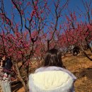 깍쟁이 | [2026 실시간] 기장 매화원 개방 일정표 &amp; 주차 지옥 살아남기! (서울 깍쟁이 아빠의 팩폭 후기)