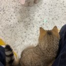 냥이싸롱 이미지