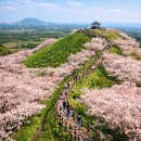골체오름 | 골체오름 벚꽃축제 2026 일정｜제주 조천 선흘 숨은 벚꽃 명소 정보 정리