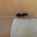 개미주유소 이미지