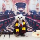 강아지풍경 이미지