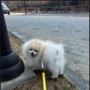 루앤멍 | 일산 애견 유치원 루앤멍 후기 사랑과 보살핌이 가득한 애견 유치원