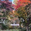 아산 은행나무길-천안 단풍나무숲길 11월13일 이미지