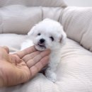 미스터독 | 부산 미니비숑 분양, 인형 같은 2개월 공주님 ‘솜사탕’ 같은 일상을 선물하세요