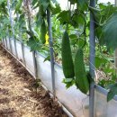 도마1리 이미지