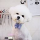 Grooming Master 써비스 리본타이 이미지