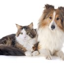 더원고양이동물병원 이미지