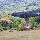 광주목장 이미지