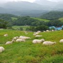 양떼목장 이미지