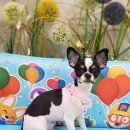 캔디펫살롱 이미지