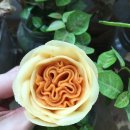 플라워케이크지도사(앙금플라워떡케이크) 이미지