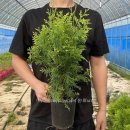 골든엔젤 이미지