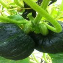 밤두둑농장 이미지