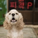 함덕조용한게스트하우스 네이버블로그