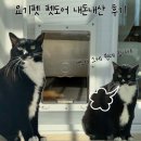 주로요기 | [요기펫 펫도어] 쫄보 고양이의 적응기 기록