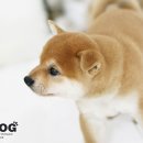 시바견분양.kr 이미지