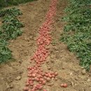 귀농후 첫 수확 자색 감자 이미지