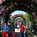 장미공원길 이미지