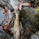 산천어낚시 이미지