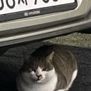 금능서시 이미지