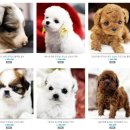 리틀애견타운 이미지