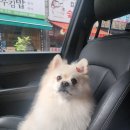 그로잉독 이미지