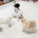 한강펫케어센터 이미지