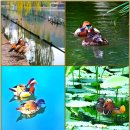 Mandarin duck맨더린 덕, 鴛鴦원앙새: 천연기념물 제327호) 사진 이미지