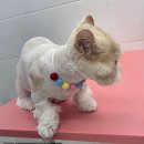 [경북/안동 고양이 미용]성향맞춤 고양이 무마취 미용 캣블링_자몽이
