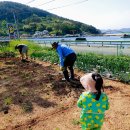 산골텃밭소식 한려수도로 산골텃밭으로 바쁘다 바빠 이미지