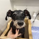 올포독 | 노령견도 가능한 소사벌 애견 미용실 올포독 좋았어요