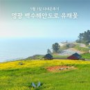 영광 백수해안도로 바다뷰 유채꽃 명소 후기 정확한 위치 주차