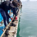 해삼 뉴시스