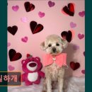 빵실하개 이미지