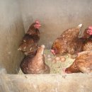 금지농장 이미지