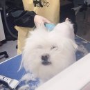 송도멍멍이발소 이미지