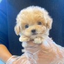 제시카 켄넬 | 압구정강아지분양 여기 어때요??