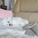 핑구펫 | [분당/정자동] 강아지미용 &#34;핑구펫&#34; 이용 후기 및 추천