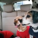 양평가축병원 이미지