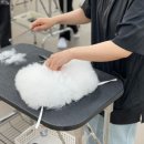 그룸빌잠실롯데월드점애견미용전문학원 네이버블로그