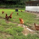 행복한닭농장 이미지