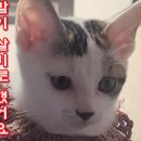 (파주 아기고양이 4남매) 저는 엄마랑 같이 살기로 했어요I'm going to live with my mom 이미지