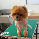 펫더스타일 이미지