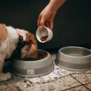 우리강아지 이미지