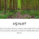 피톤치드 뜻 식물 산림욕 효능 이미지