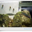 피라미다 이미지